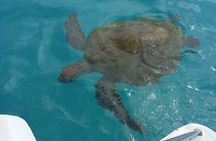 Mauritius North Tour and Turtle Snorkeling