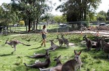 7 Wonders of Sydney South/CBD Luxury Private Tour