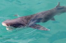 Shark Cage Diving and Viewing - Self drive