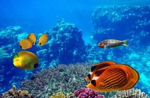 Ras Mohamed and White Island by Boat