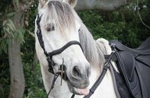 Scenic Horseback Ride, Wine Tasting & Lunch on Mt. Vesuvius