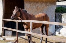 Horseback Riding on Mt. Vesuvius with Wine Tasting and Dinner