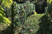 Belleville Winebar Crawl