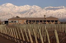 Bike and Wine Experience in Luján de Cuyo, Mendoza