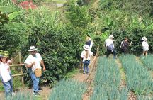 Horseback Riding Tour and Coffee Tour with Lunch and Refreshment