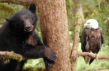 2 hr Private Custom Tour of Ketchikan (4 people) Wildlife + More