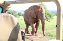 Pilanesberg National Park Big Five Safari Full Day Tour