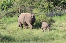 Pilanesberg National Park Big Five Safari Full Day Tour