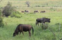 Pilanesberg National Park Big Five Safari Full Day Tour