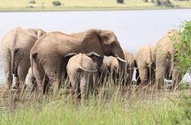 Pilanesberg National Park Big Five Safari Full Day Tour