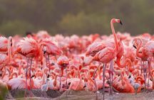 Rio Lizards and Las Coloradas Ecosafari Maya Natural Experience