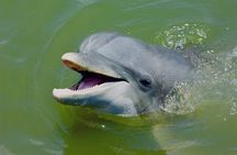 Family Friendly Dolphin Nature Kayak Tours in Hilton Head