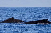 Guided Small Group Whale Watching and Swim Tour Tahiti
