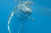 Guided Small Group Whale Watching and Swim Tour Tahiti