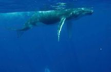 Guided Small Group Whale Watching and Swim Tour Tahiti