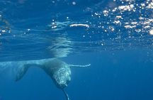 Guided Small Group Whale Watching and Swim Tour Tahiti