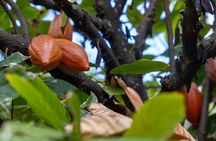 Pick and Taste Tropical Fruit