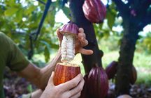 Pick and Taste Tropical Fruit