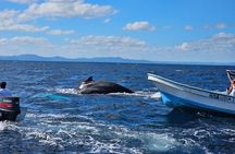 Whale watching more fell up