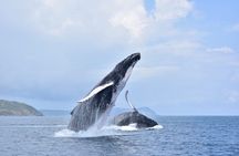 Whale watching more fell up