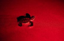 Night Watching of Sea Turtles from Tamarindo