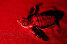 Night Watching of Sea Turtles from Tamarindo