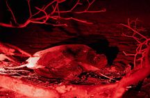 Night Watching of Sea Turtles from Tamarindo