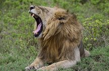 Nakuru National Park Day Trip from Nairobi
