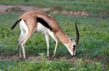 Nakuru National Park Day Trip from Nairobi