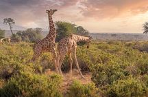 Chobe Safari Day Trip from Victoria Falls