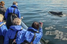 Wildlife Watching Boat Tour
