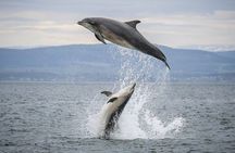 Wildlife Watching Boat Tour