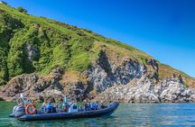 Wildlife Watching Boat Tour
