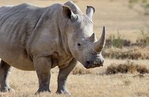 Nairobi National Park Half Day Guided Tour