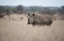 Nairobi National Park Half Day Guided Tour