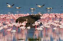  Private 4WD Lake Nakuru Day Tour from Nairobi