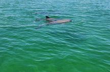 Private Dolphin Sightseeing Excursion