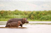 From Marloth Park Sunset River Cruise Safari