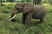 Thrilling Safari to Mikumi National Park and Masai Village