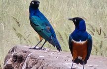Thrilling Safari to Mikumi National Park and Masai Village