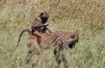Thrilling Safari to Mikumi National Park and Masai Village