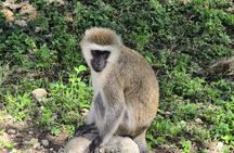 Thrilling Safari to Mikumi National Park and Masai Village