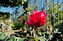 Portland's Top Sights Half Day City Tour