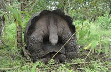 3 Islands in 4 Days: Galapagos Highlights - Wildlife & Snorkeling