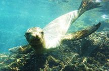 3 Islands in 4 Days: Galapagos Highlights - Wildlife & Snorkeling