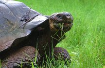 3 Islands in 4 Days: Galapagos Highlights - Wildlife & Snorkeling