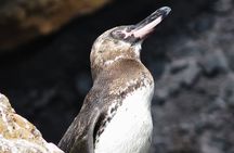 3 Islands in 4 Days: Galapagos Highlights - Wildlife & Snorkeling