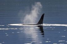 Private Alaska Native Wildlife & Scenic Experience..
