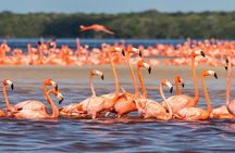 Rio Lizards and Las Coloradas Ecosafari Maya Natural Experience