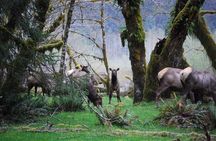 From Seattle Private Hoh Rain Forest and Rialto Beach Tour